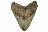 Fossil Megalodon Tooth - North Carolina #349315-1